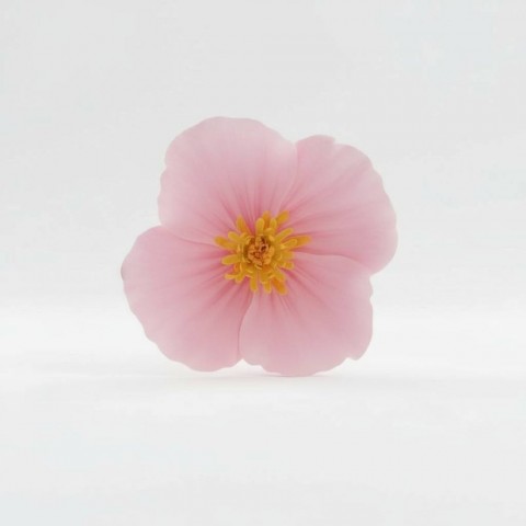 Цветок из фоамирана на стену "Тропики розовый"