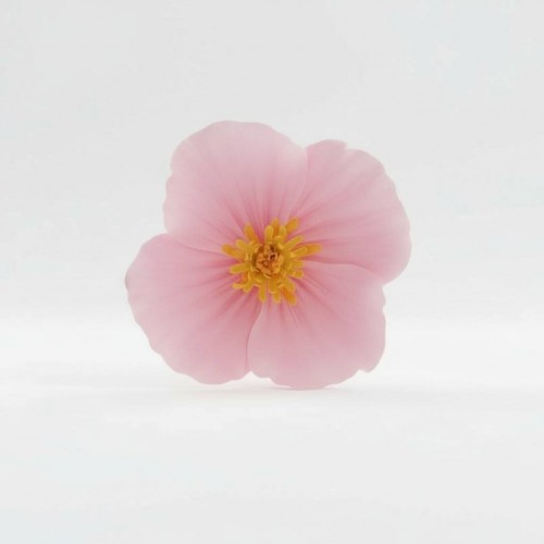 Цветок из фоамирана на стену "Тропики" розовый купить