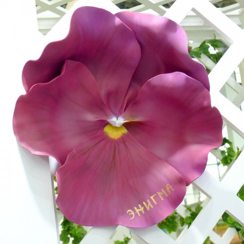 Цветок  из фоамирана "Виола Табаско"